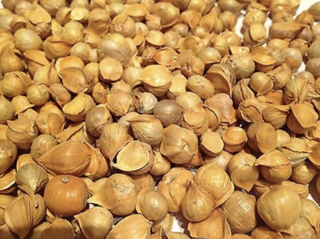 ajo japones japanese garlic great healthy remedies natural 4oz