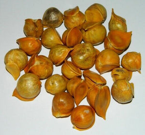 ajo japones japanese garlic great healthy remedies natural 4oz